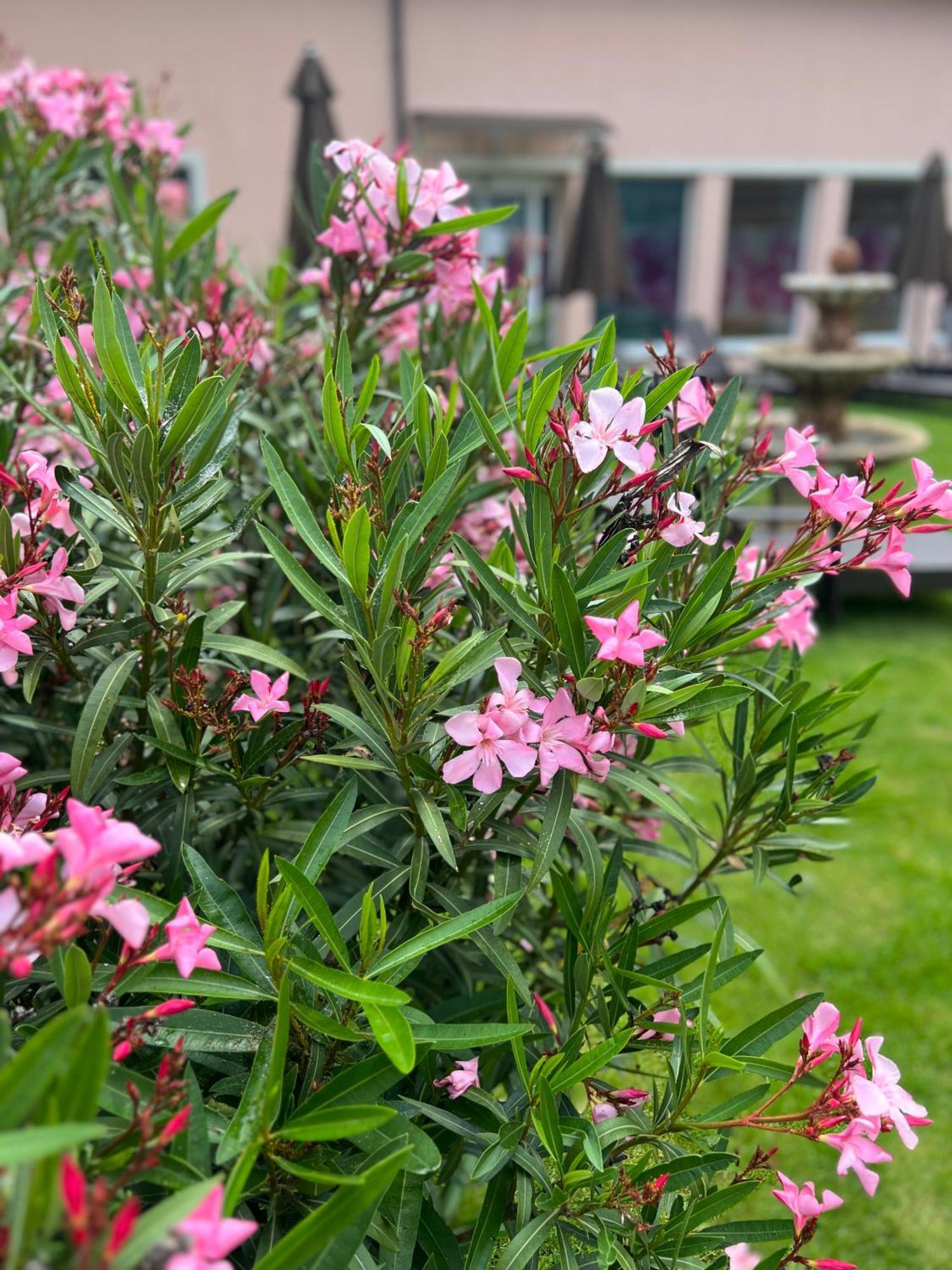 Spa&wellness Orchidea Hotel